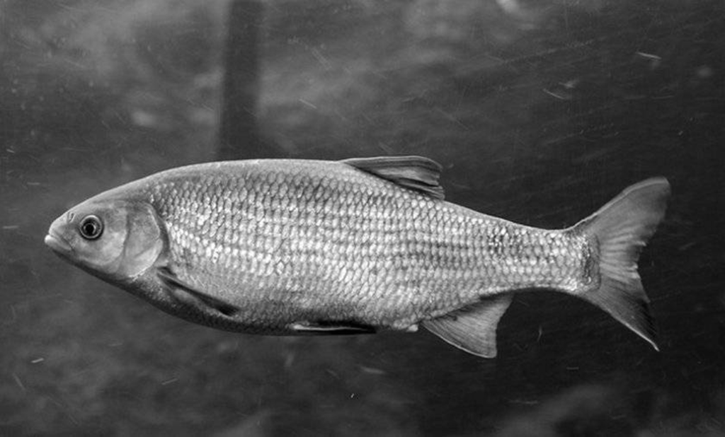 Волонтерство: польза для общества