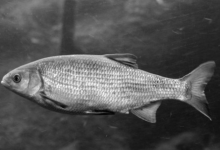 Photo of Волонтерство: польза для общества