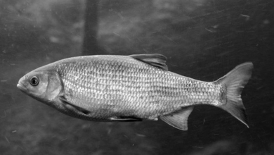 Photo of Волонтерство: польза для общества