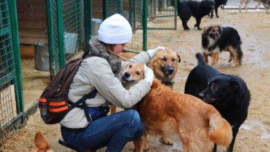 Photo of Помощь животным: как вступить